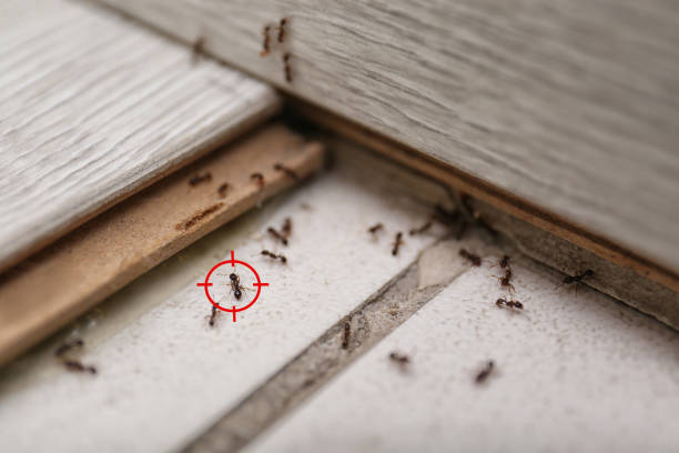 Best Spider Control Near Me  in Carnesville, GA