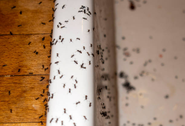 Best Commercial Pest Control Services  in Carnesville, GA