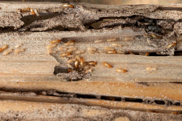 Best Termite Control Services  in Carnesville, GA